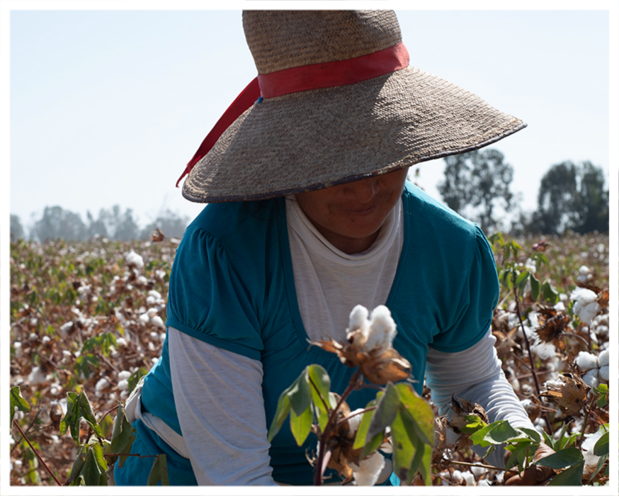 organic pima cotton