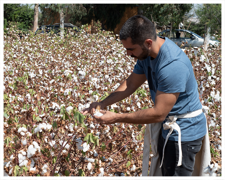 organic pima cotton