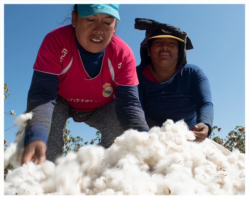 organic pima cotton