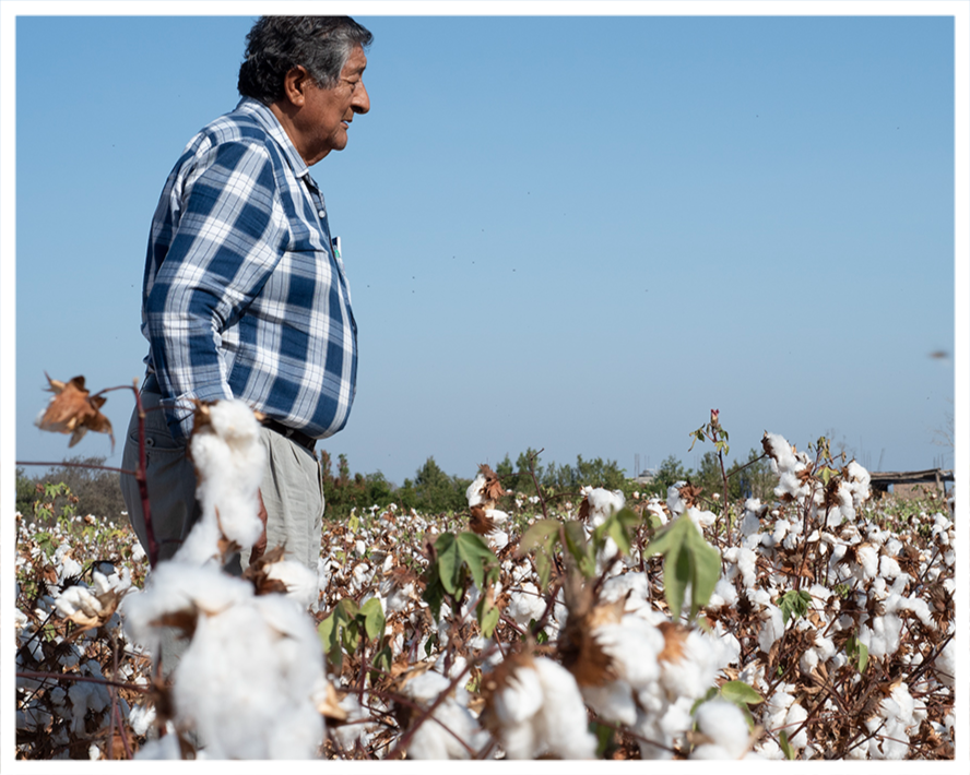 organic pima cotton