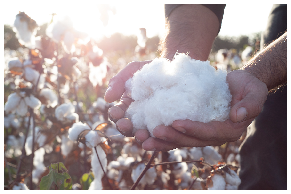 organic pima cotton