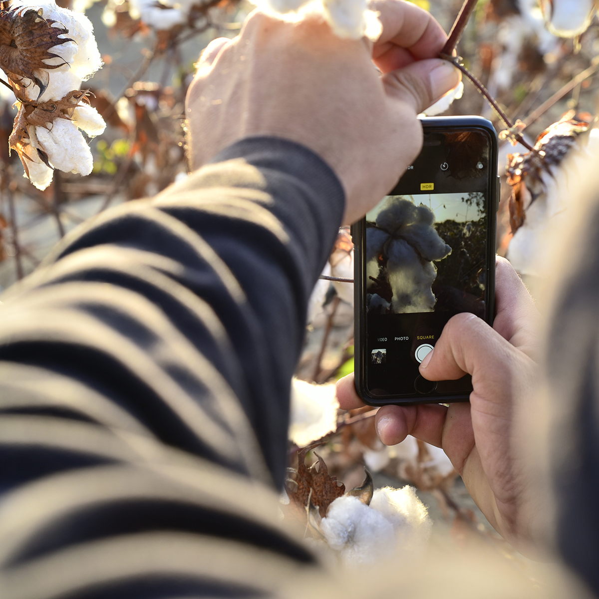 organic pima cotton