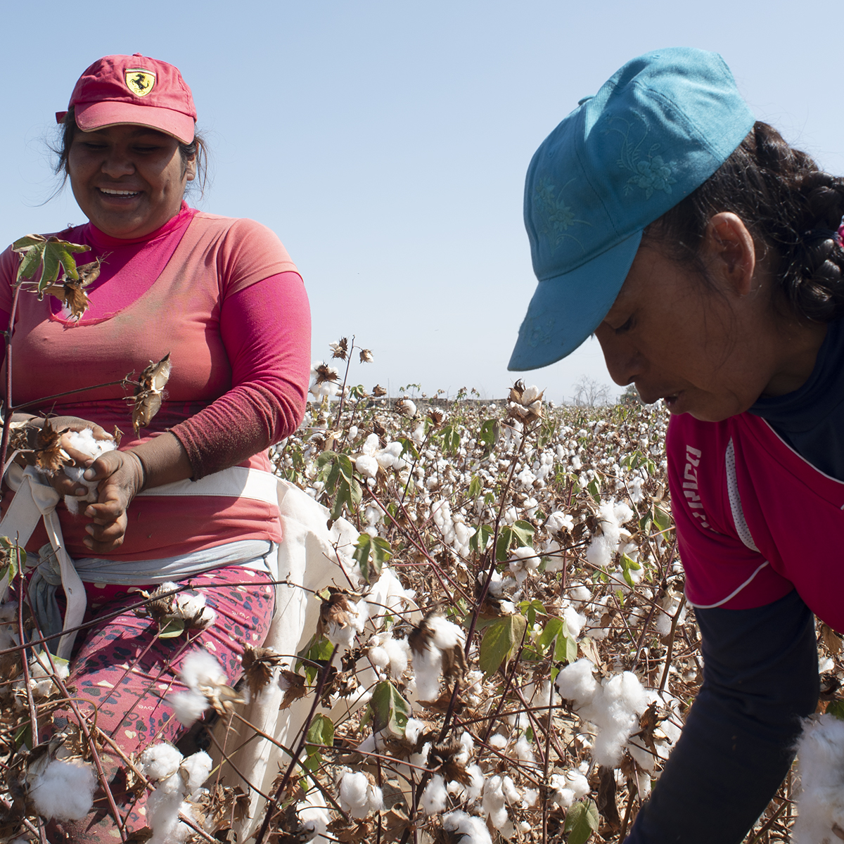 organic pima cotton