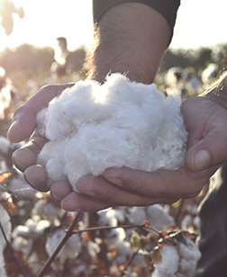 organic pima cotton