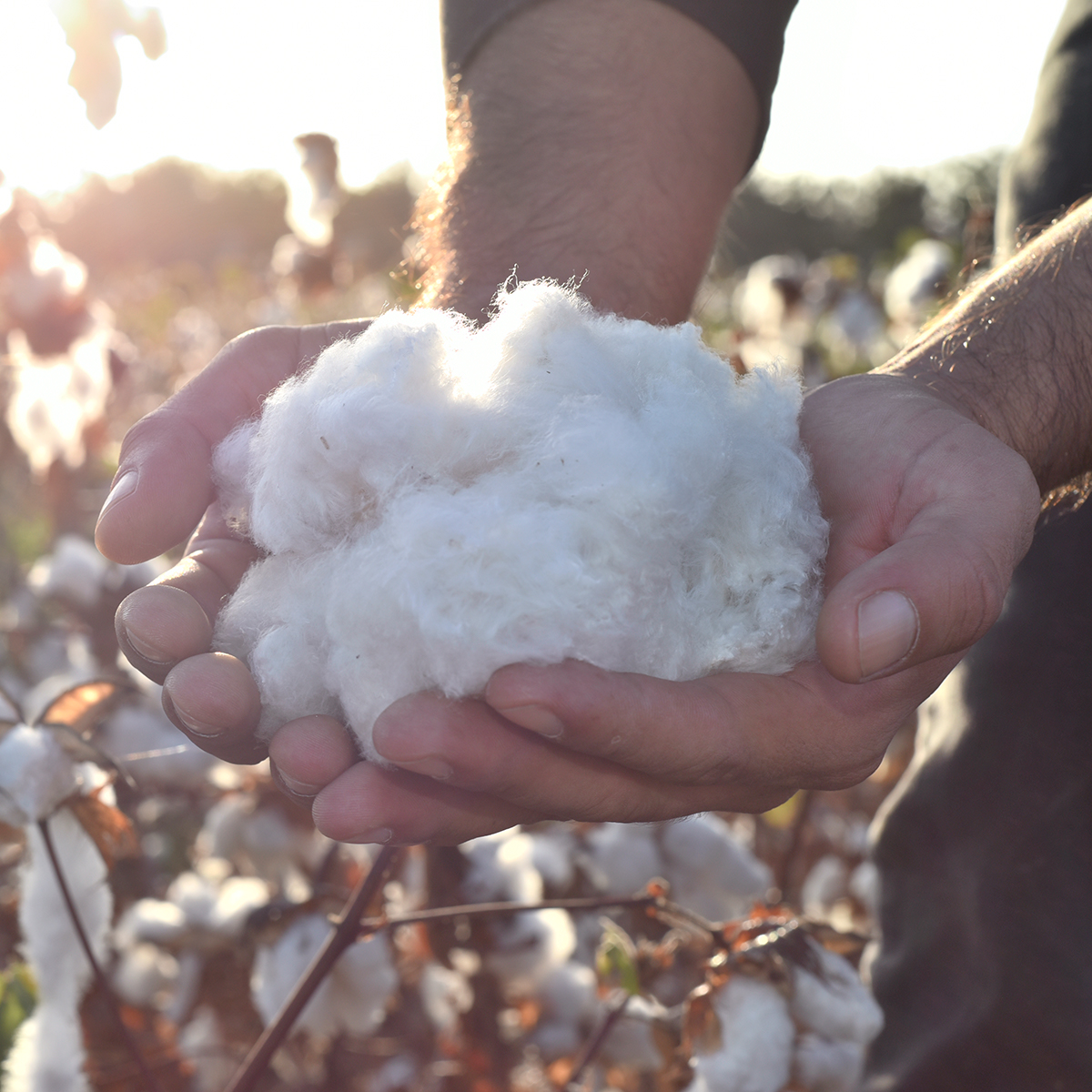Organic pima cotton